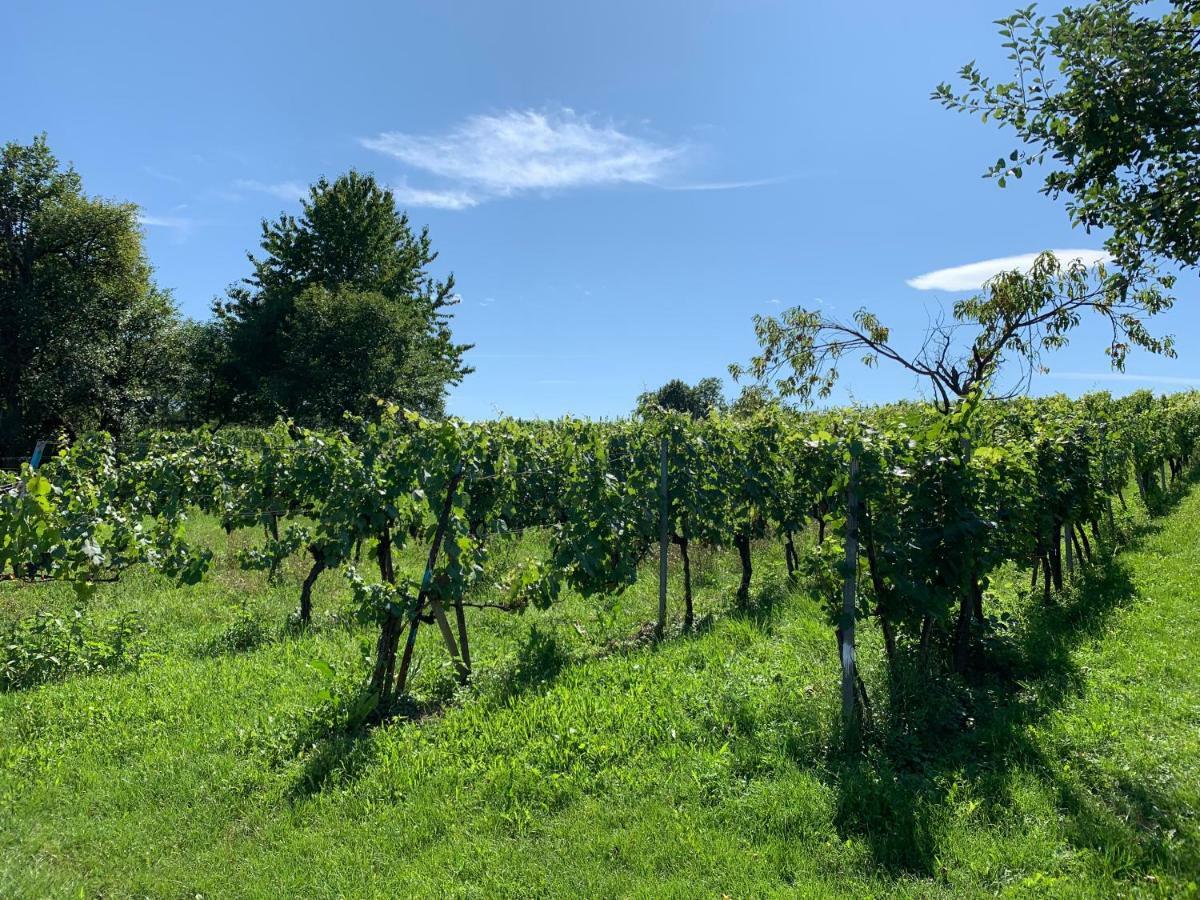 Urlaub Im Weingarten Winten  Екстериор снимка